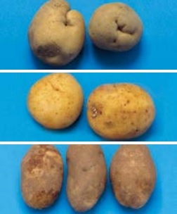 몽고산 감자(상), 호주산 감자(중), 미국산 감자(하)